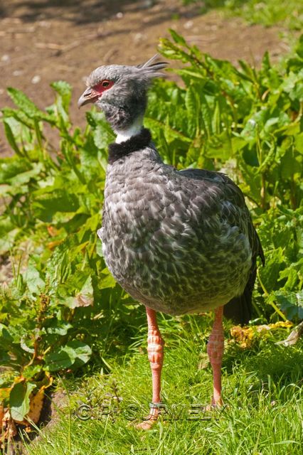 Kamichi  collier
Mots-clés: Faune;Oiseau;Kamichi