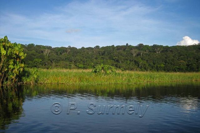 La Marais de Kaw
Mots-clés: Guyane;Amrique;marais;Kaw