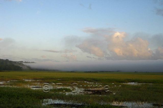 La Marais de Kaw
Mots-clés: Guyane;Amrique;marais;Kaw