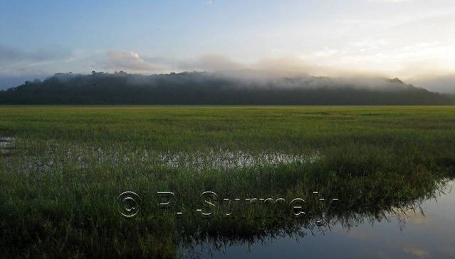 La Marais de Kaw
Mots-clés: Guyane;Amrique;marais;Kaw