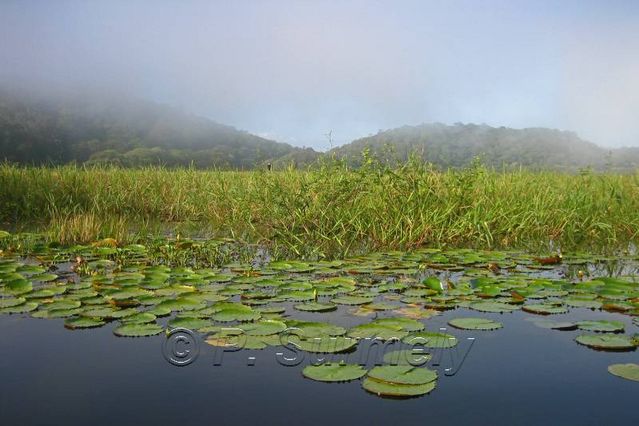 La Marais de Kaw
Mots-clés: Guyane;Amrique;marais;Kaw