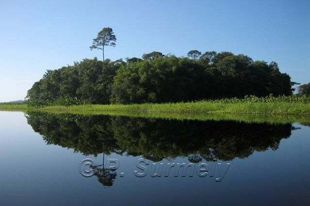 Le Marais de Kaw
Mots-clés: Guyane;Amrique;marais;Kaw