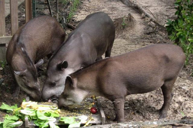 Mapouri ou tapir
Mots-clés: faune;