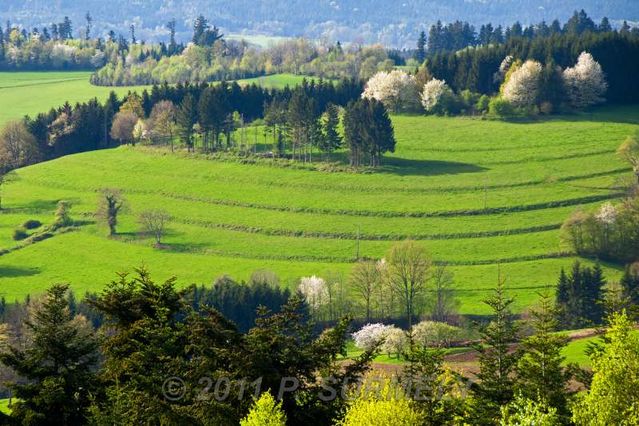 Mandray
Prairies
Mots-clés: Europe;France;Vosges;Mandray