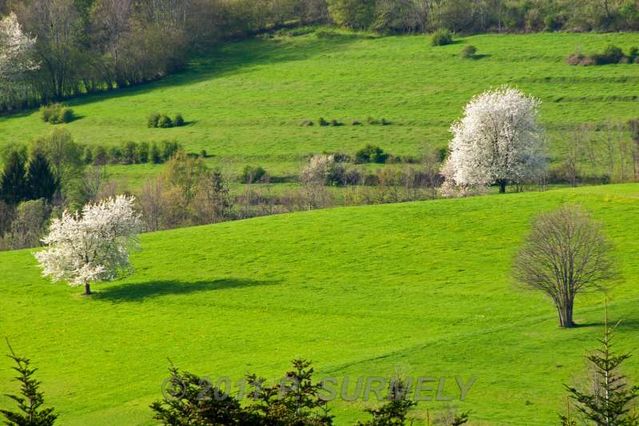 Mandray
Cerisiers en fleur
Mots-clés: Europe;France;Vosges;Mandray