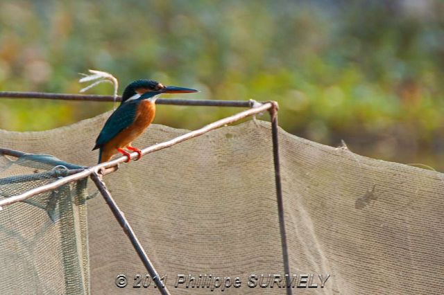 Martin pcheur
Mots-clés: Asie;Vietnam;faune;oiseau