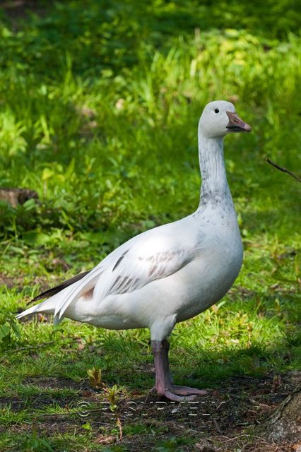 Oie des neiges
Mots-clés: Faune;Oiseau;Oie