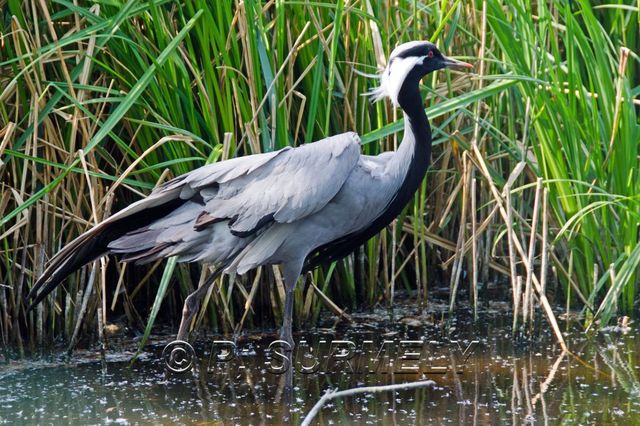 Oiseau
Mots-clés: Faune;Oiseau