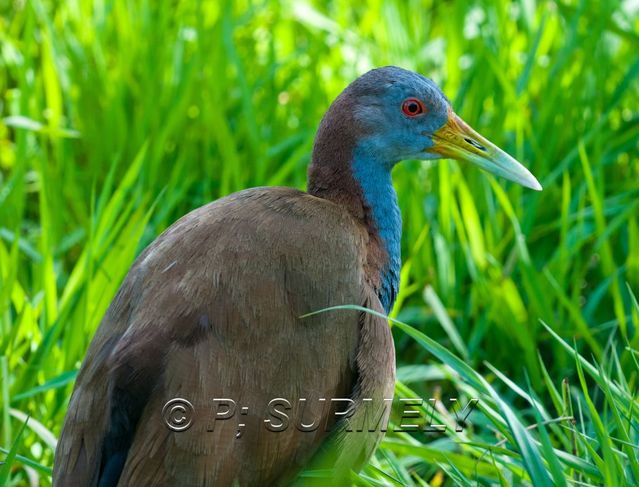 Oiseau
Mots-clés: Faune;Oiseau