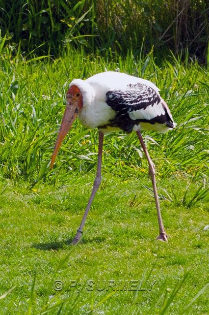 Oiseau
Mots-clés: Faune;Oiseau