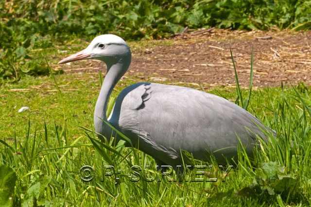 Oiseau
Mots-clés: Faune;Oiseau