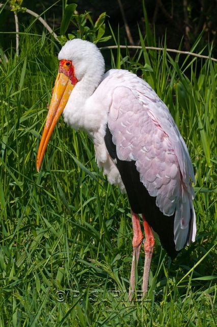 Oiseau
Mots-clés: Faune;Oiseau