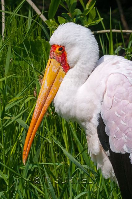 Oiseau
Mots-clés: Faune;Oiseau