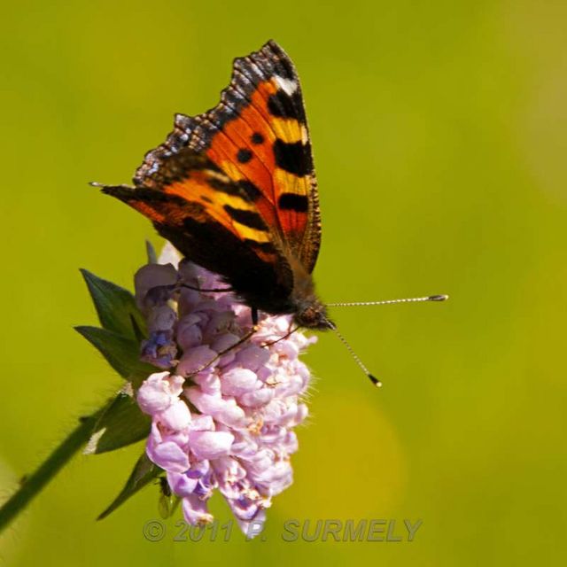 Papillon
Mots-clés: Faune;Insecte;Papillon