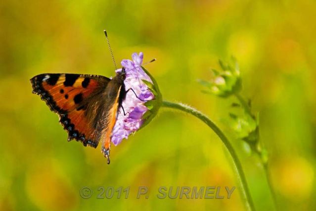 Papillon
Mots-clés: Faune;Insecte;Papillon