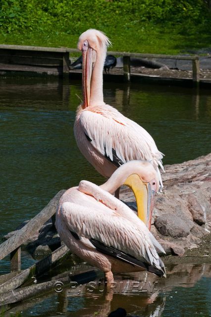 Plican
Mots-clés: Faune;Oiseau;Plican