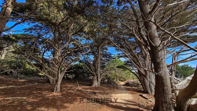 Point Lobos
Mots-clés: Amérique;Amérique du Nord;Etats-Unis;USA;Californie;Point Lobos State Reserve;réserve naturelle