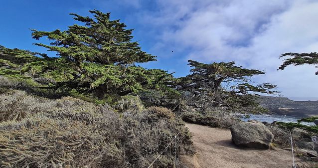 Point Lobos
Mots-clés: Amérique;Amérique du Nord;Etats-Unis;USA;Californie;Point Lobos State Reserve;réserve naturelle