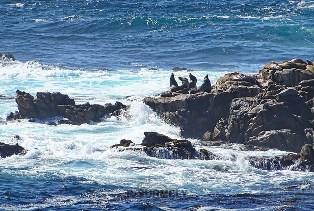 Point Lobos
Mots-clés: Amérique;Amérique du Nord;Etats-Unis;USA;Californie;Point Lobos State Reserve;réserve naturelle