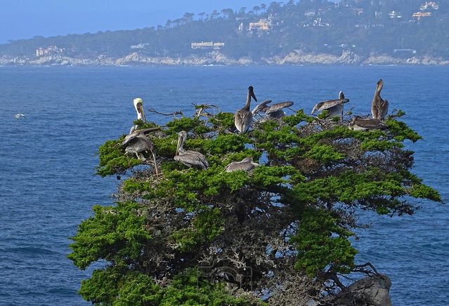 Point Lobos
Mots-clés: Amérique;Amérique du Nord;Etats-Unis;USA;Californie;Point Lobos State Reserve;réserve naturelle