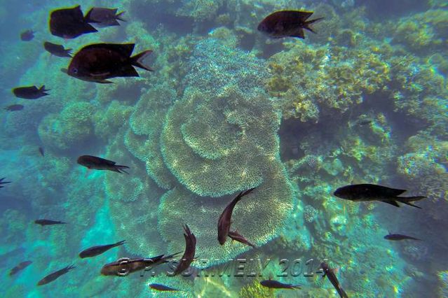 Puerto Galera
Snorkeling dans l'un des Verde Island Passages
Mots-clés: Asie;Philippines;Mindoro;Puerto Galera