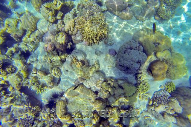 Puerto Galera
Snorkeling dans l'un des Verde Island Passages
Mots-clés: Asie;Philippines;Mindoro;Puerto Galera