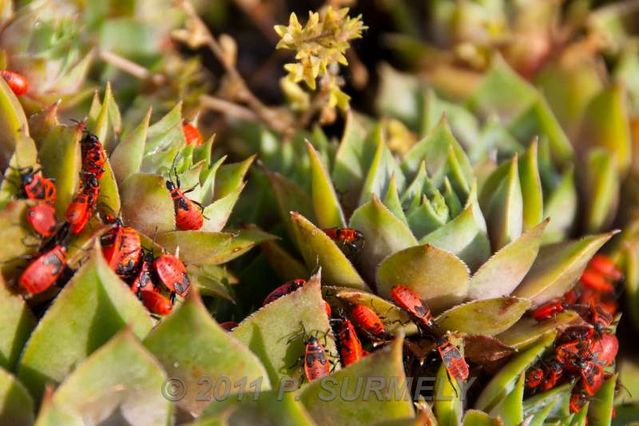 Punaises rouges
Mots-clés: Faune;Insecte;Punaise