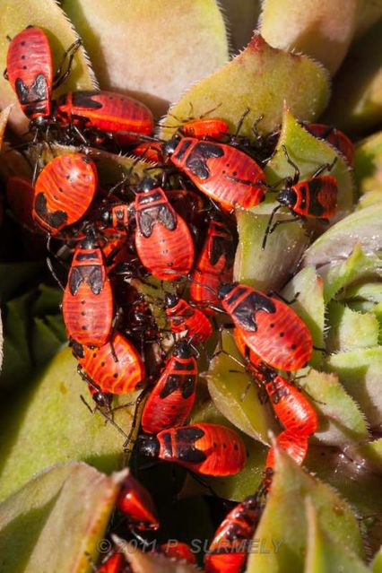 Punaises rouges
Mots-clés: Faune;Insecte;Punaise