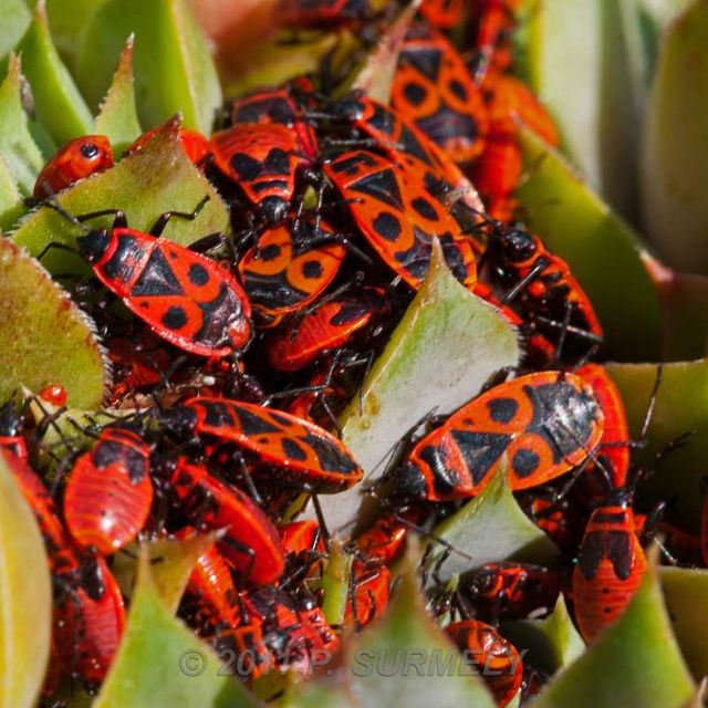 Punaises rouges
Mots-clés: Faune;Insecte;Punaise