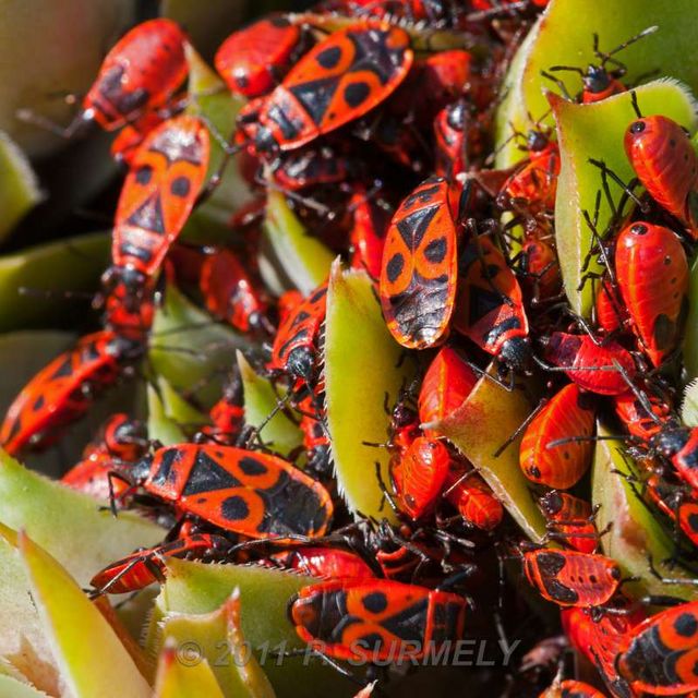 Punaises rouges
Mots-clés: Faune;Insecte;Punaise