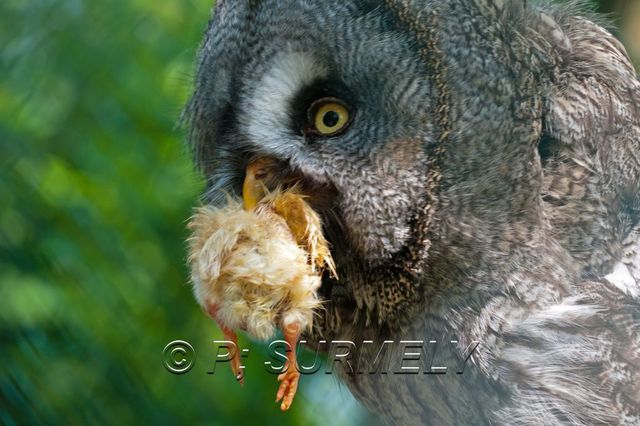 Rapace
Mots-clés: Faune;Oiseau;Rapace