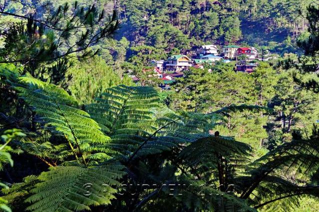 Sagada
Vue de Sagada au-dessus des fougres arborescentes
Mots-clés: Asie;Philippines;Luzon;Sagada