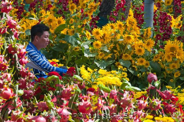 Au march aux fleurs
Mots-clés: Asie;Vietnam;Saigon;HoChiMinhVille;march