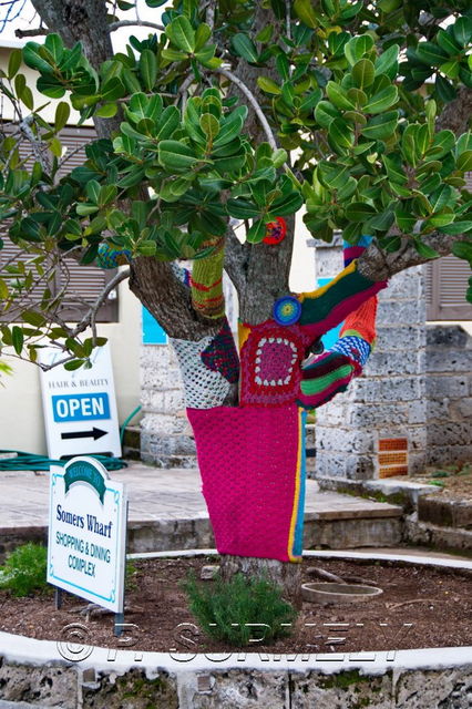 Saint George
Arbre habill
Mots-clés: Amrique du Nord;Bermudes;Saint George