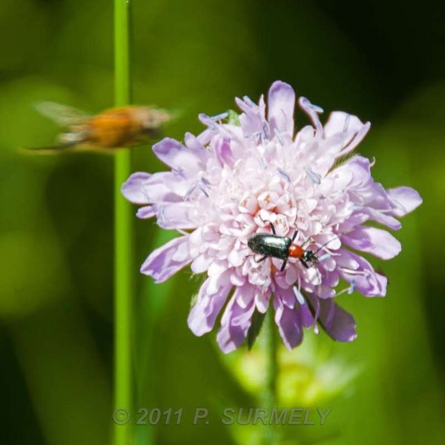 Sur une scabieuse
Mots-clés: Faune;Insecte;fleur