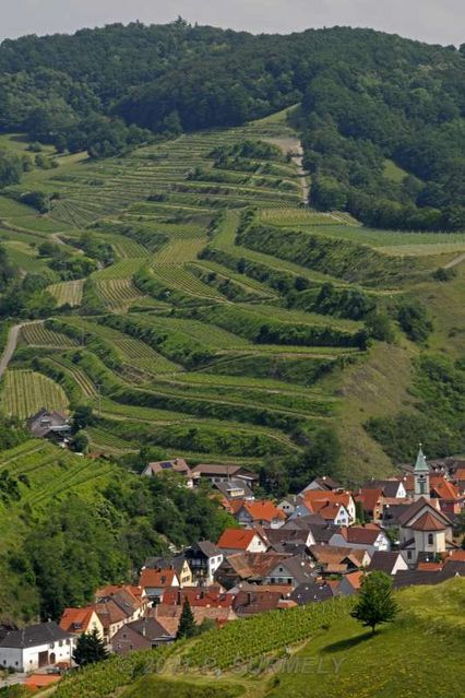 Schelingen
Vue gnrale
Mots-clés: Europe;Allemagne;Bade-Wurtemberg;Kayserstuhl;Schelingen