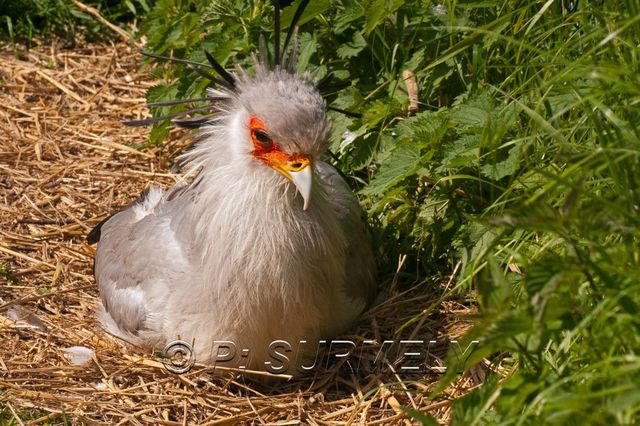 Secrtaire
Mots-clés: Faune;Oiseau;Secrtaire