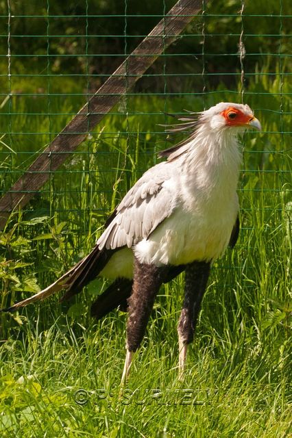 Secrtaire
Mots-clés: Faune;Oiseau;Secrtaire