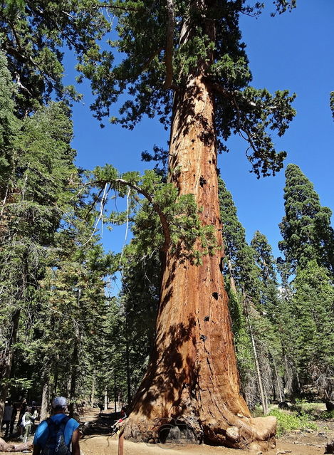 Sequoia National Park & Forest
Mots-clés: Amérique;Amérique du Nord;Etats-Unis;USA;Californie;Sequoia;Sequoia National Forest;Sequoia National Park;parc national