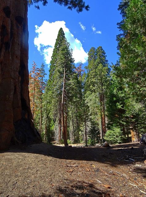 Sequoia National Park & Forest
Mots-clés: Amérique;Amérique du Nord;Etats-Unis;USA;Californie;Sequoia;Sequoia National Forest;Sequoia National Park;parc national