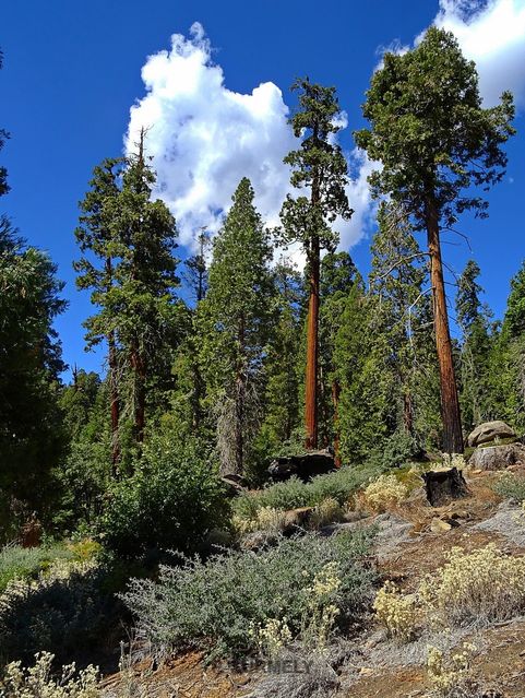 Sequoia National Park & Forest
Mots-clés: Amérique;Amérique du Nord;Etats-Unis;USA;Californie;Sequoia;Sequoia National Forest;Sequoia National Park;parc national