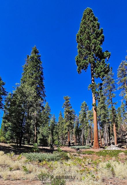 Sequoia National Park & Forest
Mots-clés: Amérique;Amérique du Nord;Etats-Unis;USA;Californie;Sequoia;Sequoia National Forest;Sequoia National Park;parc national