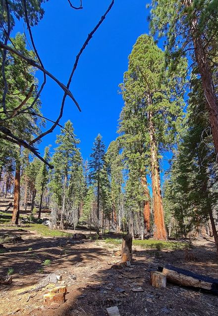 Sequoia National Park & Forest
Mots-clés: Amérique;Amérique du Nord;Etats-Unis;USA;Californie;Sequoia;Sequoia National Forest;Sequoia National Park;parc national