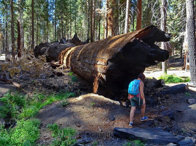 Sequoia National Park & Forest
Mots-clés: Amérique;Amérique du Nord;Etats-Unis;USA;Californie;Sequoia;Sequoia National Forest;Sequoia National Park;parc national