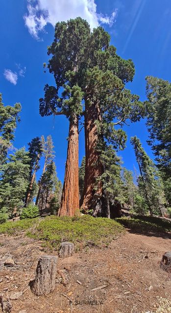 Sequoia National Park & Forest
Mots-clés: Amérique;Amérique du Nord;Etats-Unis;USA;Californie;Sequoia;Sequoia National Forest;Sequoia National Park;parc national