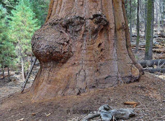 Sequoia National Park & Forest
Mots-clés: Amérique;Amérique du Nord;Etats-Unis;USA;Californie;Sequoia;Sequoia National Forest;Sequoia National Park;parc national