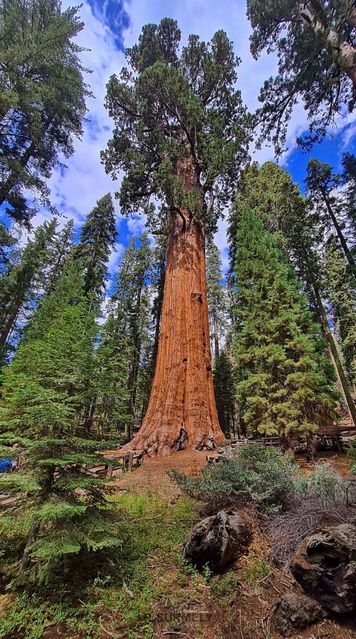 Sequoia National Park & Forest
Mots-clés: Amérique;Amérique du Nord;Etats-Unis;USA;Californie;Sequoia;Sequoia National Forest;Sequoia National Park;parc national