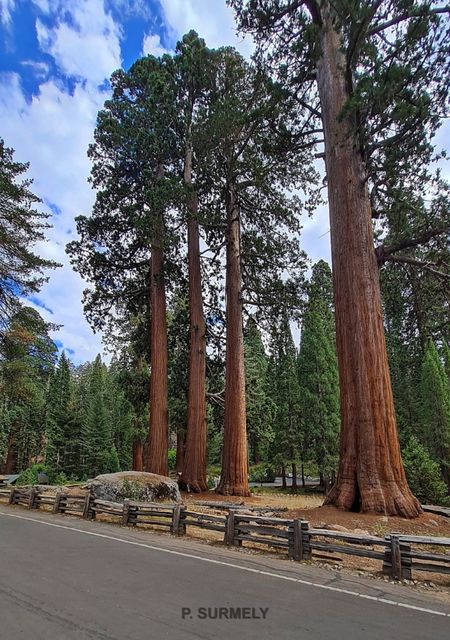 Sequoia National Park & Forest
Mots-clés: Amérique;Amérique du Nord;Etats-Unis;USA;Californie;Sequoia;Sequoia National Forest;Sequoia National Park;parc national