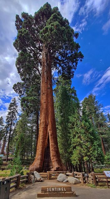 Sequoia National Park & Forest
Mots-clés: Amérique;Amérique du Nord;Etats-Unis;USA;Californie;Sequoia;Sequoia National Forest;Sequoia National Park;parc national