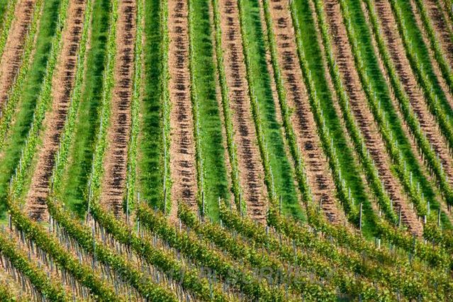 Stauffen
Dans le vignoble
Mots-clés: Europe;Allemagne;Bade;Kayserstuhl;Stauffen